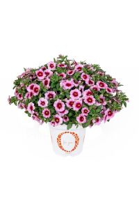Kalibroşa Milyon Çanlar  Fidesi Tiki Pink  - 4