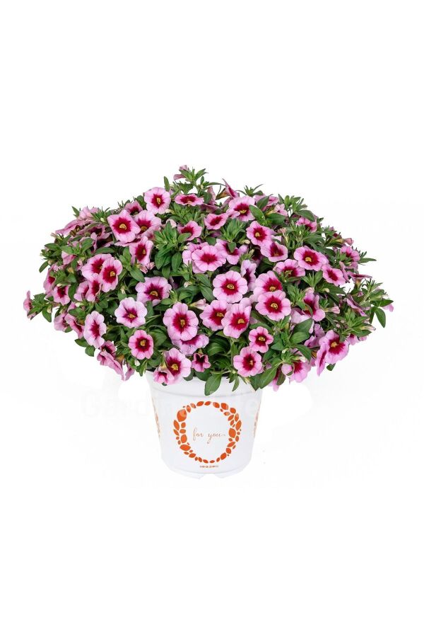 Kalibroşa Milyon Çanlar  Fidesi Tiki Pink  - 4
