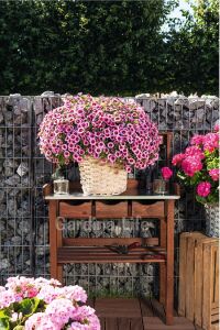 Kalibroşa Milyon Çanlar  Fidesi Tiki Pink  - 5