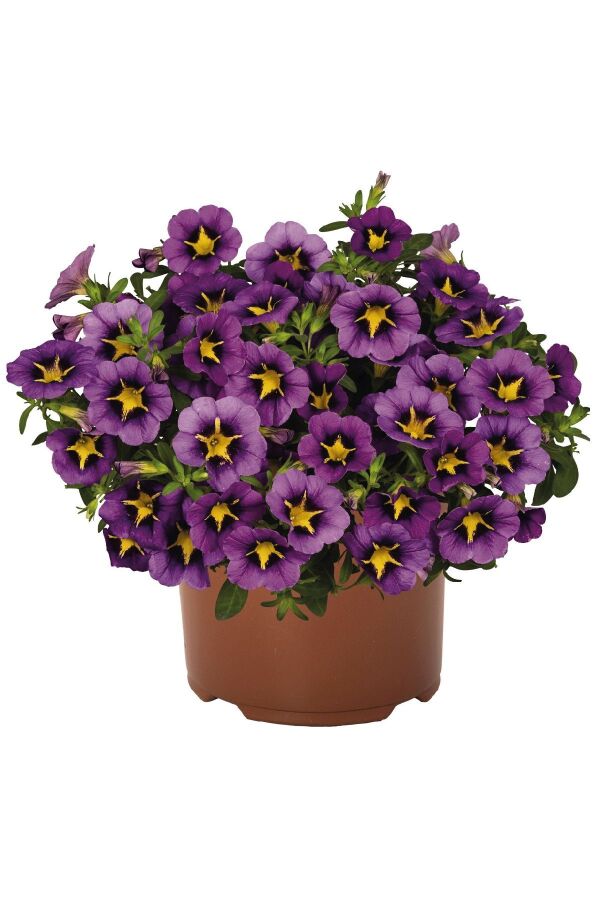 Kalibroşa Milyon Çanlar Çiçeği Fidesi Calibrachoa Yellow Blue 1 Adet - Gardina