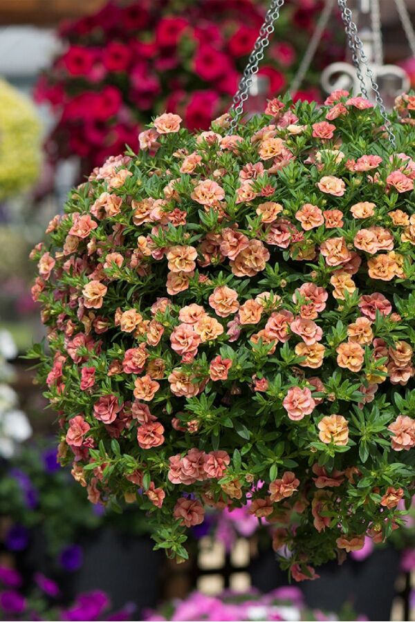 Kalibroşa Milyon Çanlar Çiçeği Fidesi Karmetli Calibrachoa Double Apricot 1 Adet - Gardina