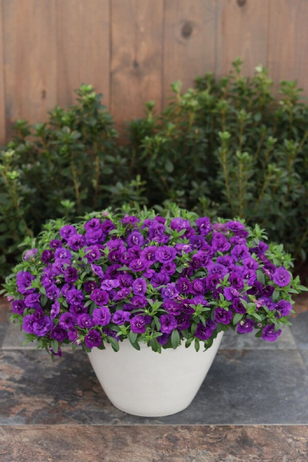 Kalibroşa Milyon Çanlar Çiçeği Fidesi Karmetli Calibrachoa Double Blue 1 Adet 10 Cm Saksıda - Gardina