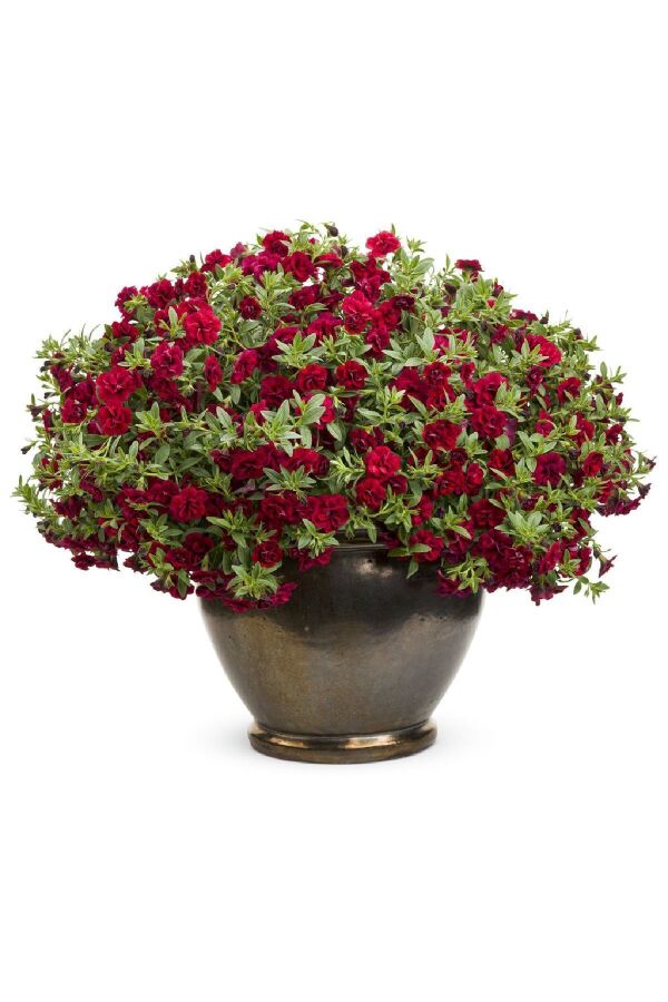Kalibroşa Milyon Çanlar Çiçeği Fidesi Karmetli Calibrachoa Double Fuchsia Red 1 Adet 411412, one size - 