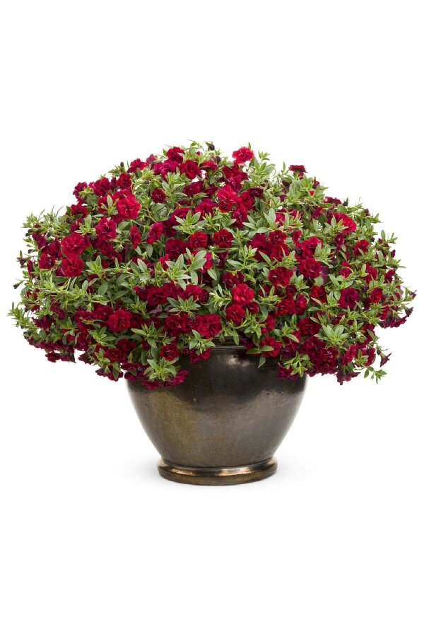 Kalibroşa Milyon Çanlar Çiçeği Fidesi Karmetli Calibrachoa Double Fuchsia Red 1 Adet - Gardina
