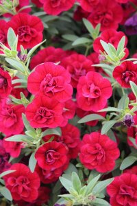 Kalibroşa Milyon Çanlar Fidesi Fuchsia Red  - 3