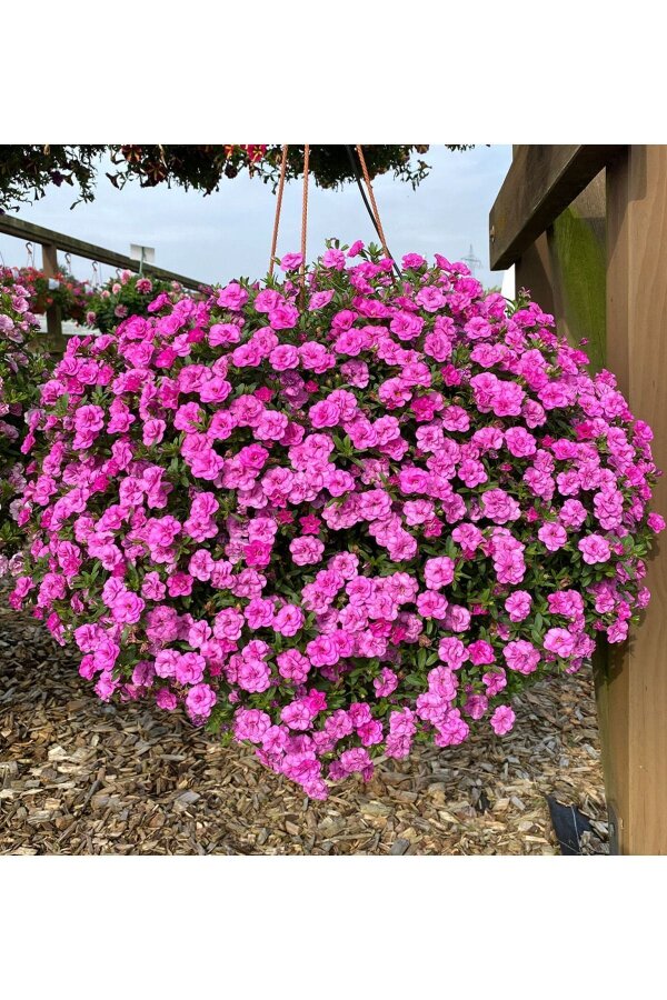Kalibroşa Milyon Çanlar Çiçeği Fidesi Karmetli Calibrachoa Double Rosy 1 Adet - Gardina