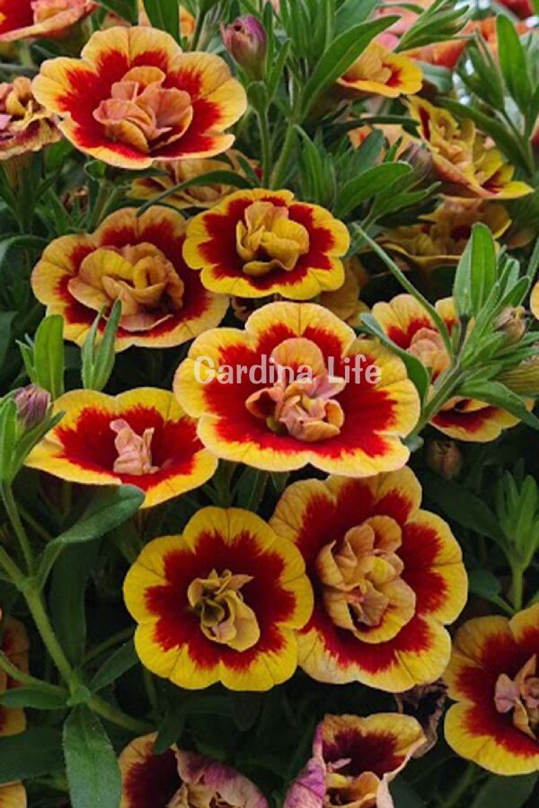 Kalibroşa Milyon Çanlar Çiçeği Fidesi Karmetli Calibrachoa Sunset Bicolor Double 1 Adet 411424, one size - 