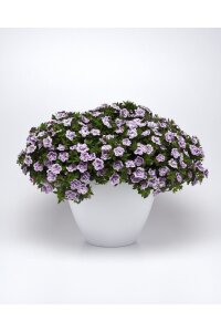 Kalibroşa Milyon Çanlar Fidesi Blue Bicolor  - 1