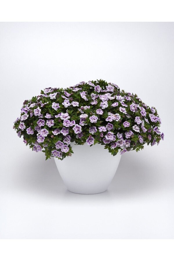 Kalibroşa Milyon Çanlar Çiçeği Fidesi Katmerli Calibrachoa Double Blue Bicolor 1 Adet - Gardina