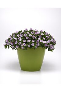 Kalibroşa Milyon Çanlar Fidesi Blue Bicolor  - 4