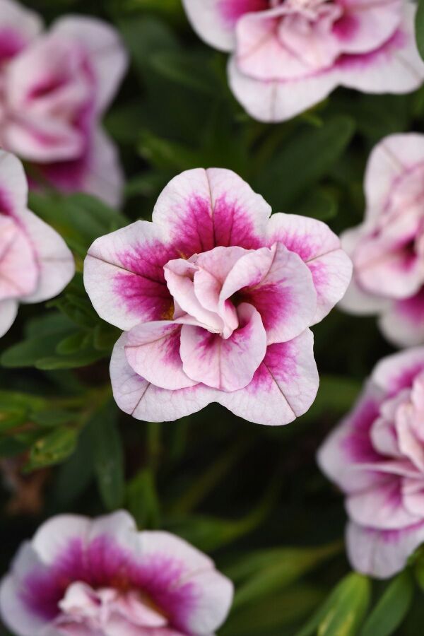 Kalibroşa Milyon Çanlar Çiçeği Fidesi Katmerli Calibrachoa Double Pink Bicolor 1 Adet 411406, one size - 