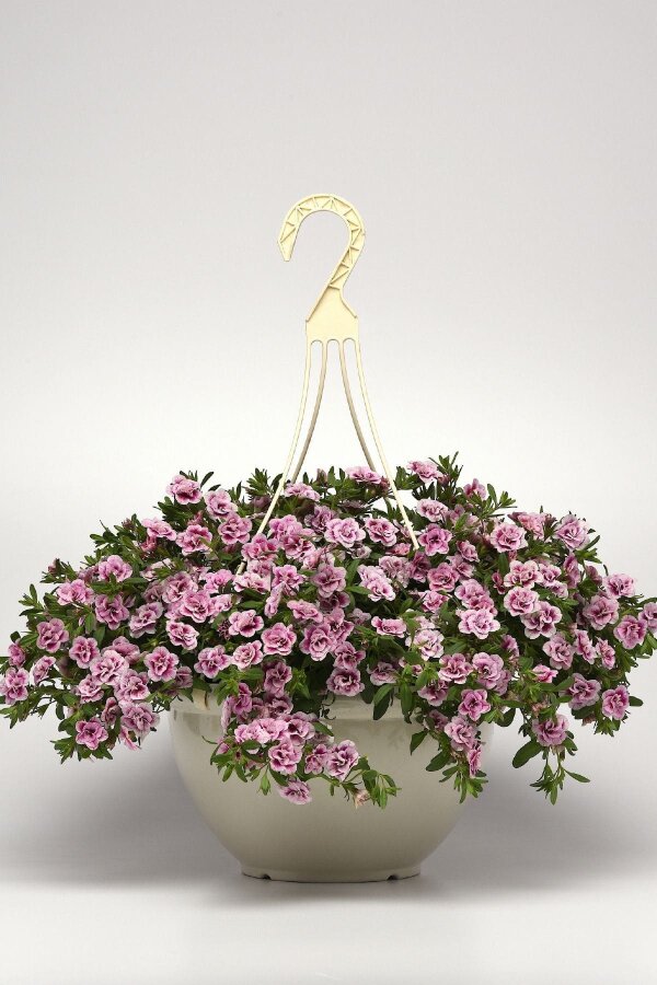 Kalibroşa Milyon Çanlar Çiçeği Fidesi Katmerli Calibrachoa Double Pink Bicolor 1 Adet - Gardina
