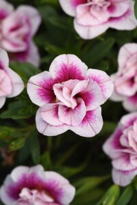 Kalibroşa Milyon Çanlar Fidesi Pink Bicolor  - 3