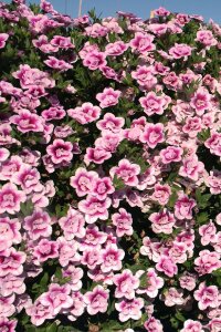 Kalibroşa Milyon Çanlar Fidesi Pink Bicolor  - 4