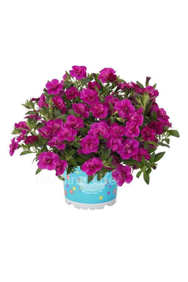 Kalibroşa Milyon Çanlar Çiçeği Fidesi Katmerli Calibrachoa Double Purple 1 Adet - Gardina