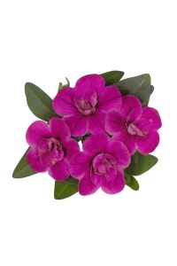 Kalibroşa Milyon Çanlar Fidesi Purple  - 5