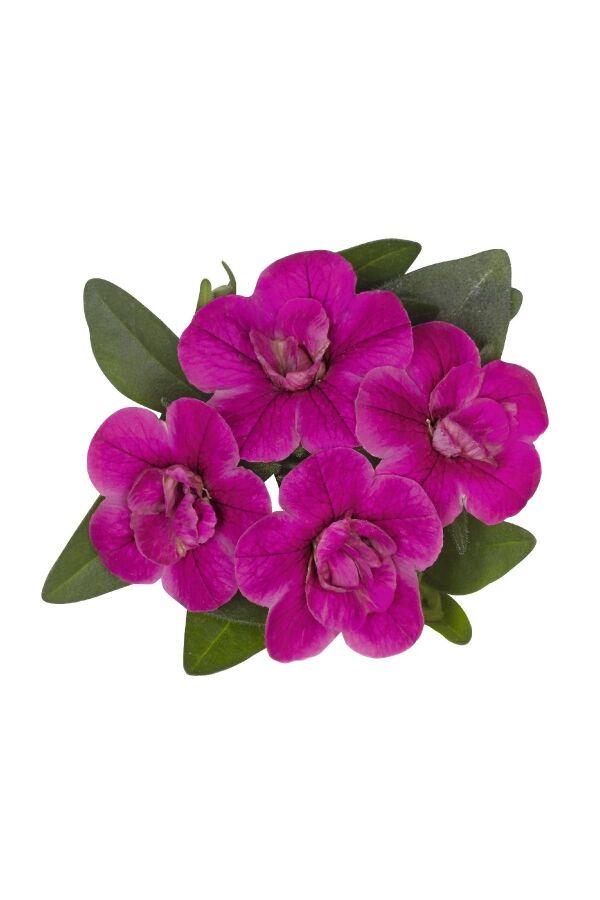Kalibroşa Milyon Çanlar Fidesi Purple  - 5