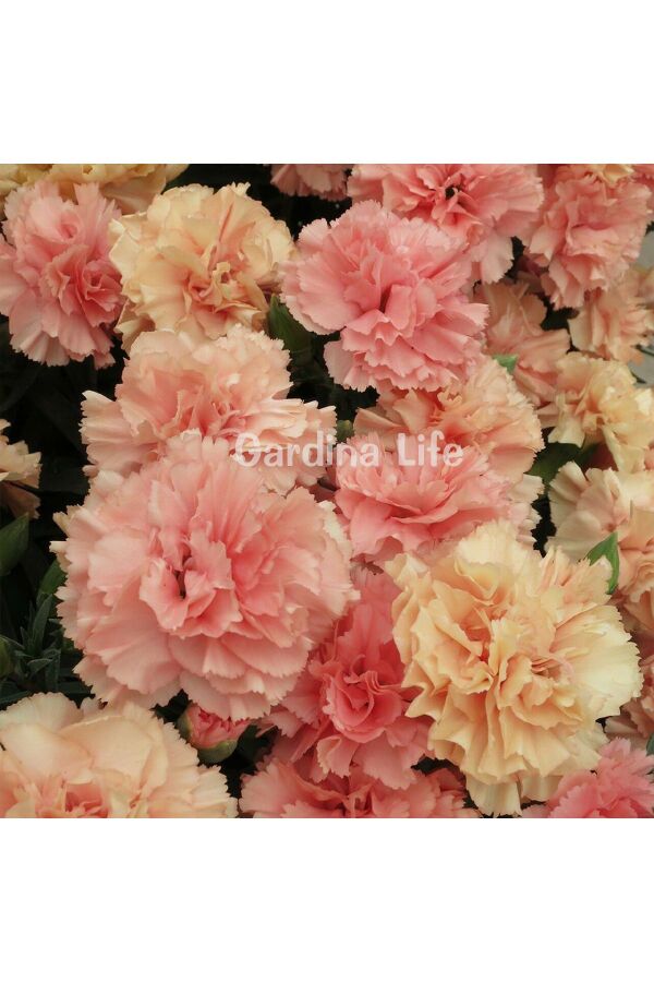 Karanfil Fidesi Kokulu Apricot 1 Adet ( Dianthus caryophyllus ) 439330, one size - 