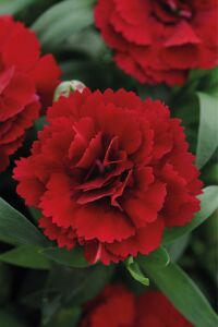 Karanfil Çiçeği Fidesi Dianthus Dark Red   - 1