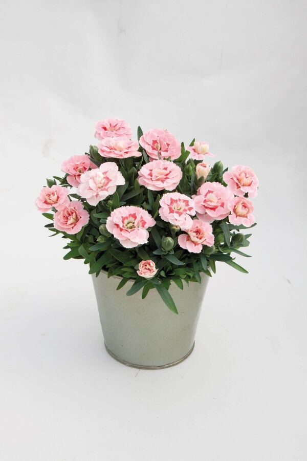 Karanfil Fidesi Kokulu Pink Star 1 Adet ( Dianthus ) YF00008, one size - 