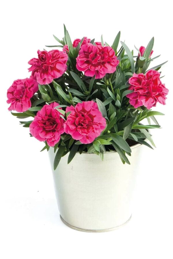 Karanfil Fidesi Kokulu Purple Wings 1 Adet ( Dianthus ) YF00009, one size - 