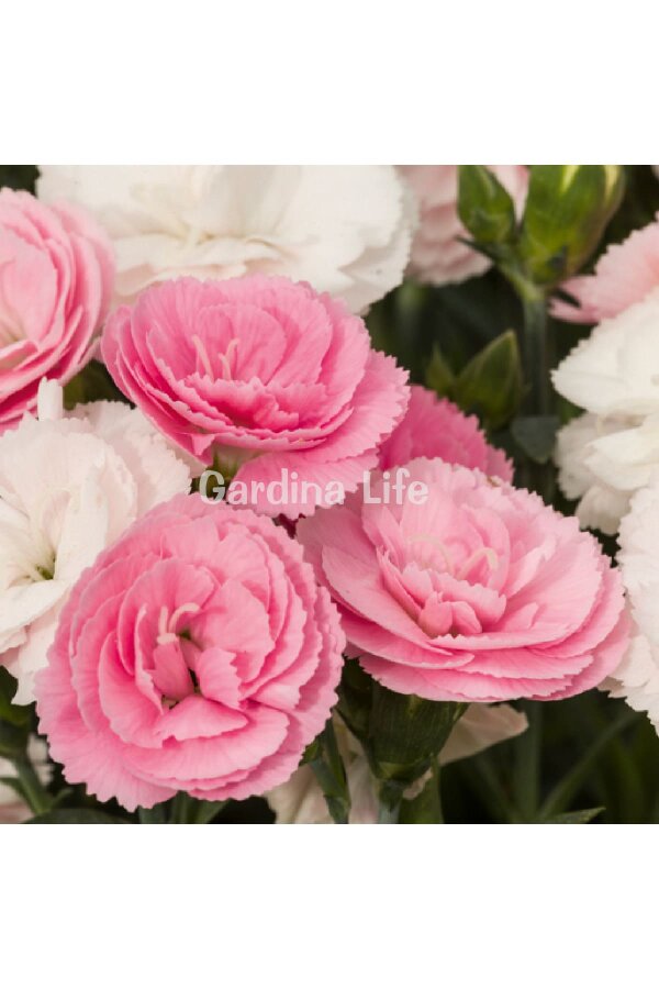 Karanfil Çiçeği Fidesi Salmon Pink 