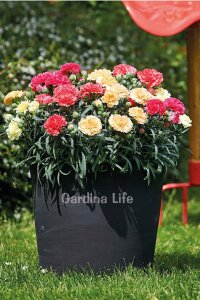 Karanfil Çiçeği Fidesi Tilda   - 3