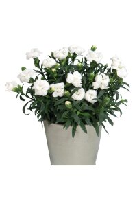 Karanfil Çiçeği Fidesi White   - 1