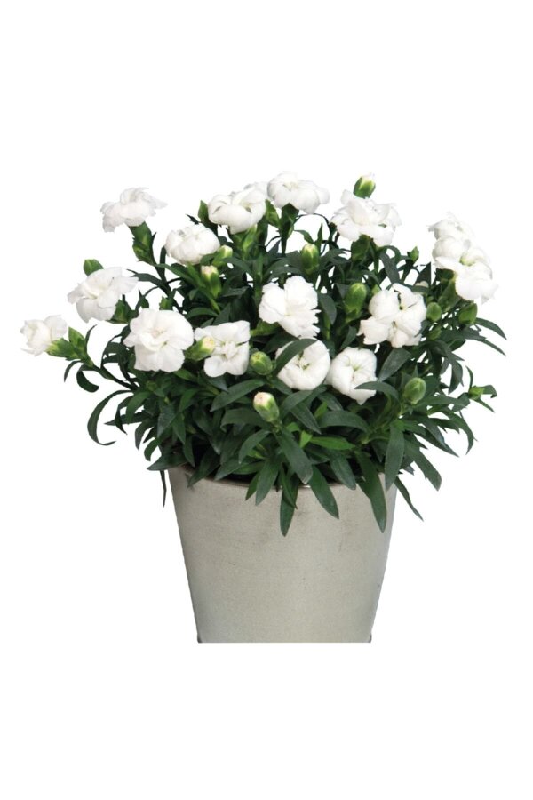 Karanfil Çiçeği Fidesi White  