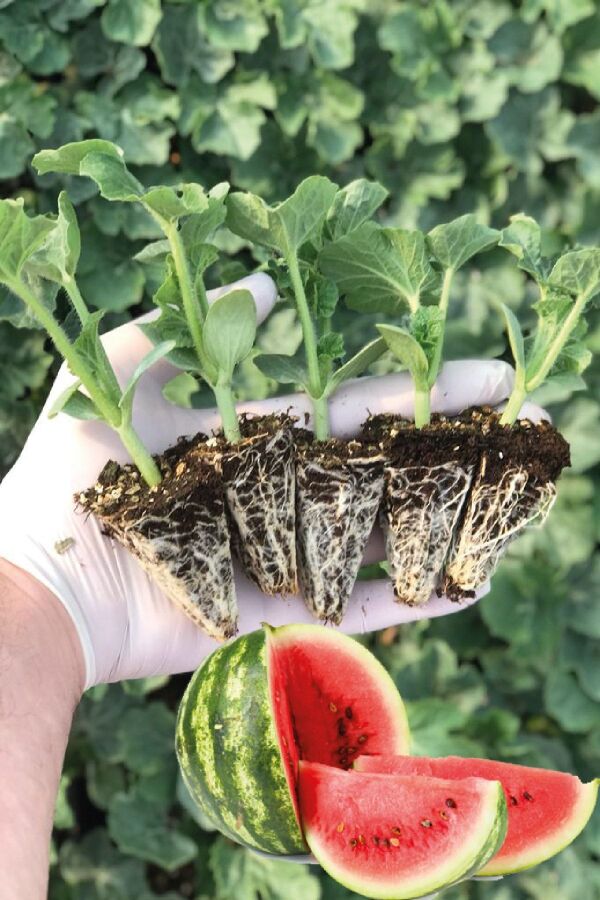 Karpuz Fidesi 5 Adet - Gardina