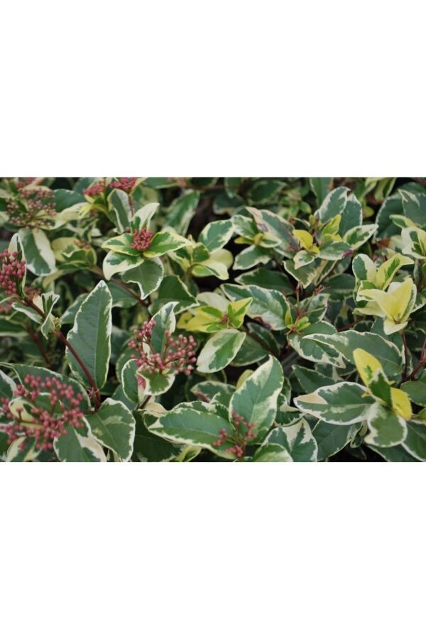 Kartopu Fidanı Alaca Yapraklı ( Viburnum Tinus Variegatum ) - Gardina