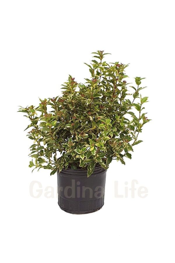 Kartopu Fidanı Alaca Yapraklı ( Viburnum Tinus Variegatum ) - 2
