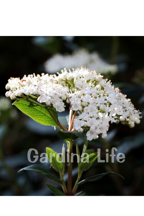 Kartopu Fidanı Parlak Yapraklı ( Viburnum Lucidum ) - 