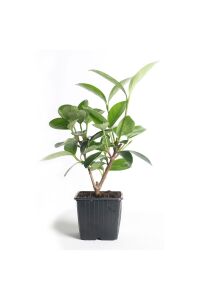 Kartopu Fidanı Parlak Yapraklı ( Viburnum Lucidum ) - 2