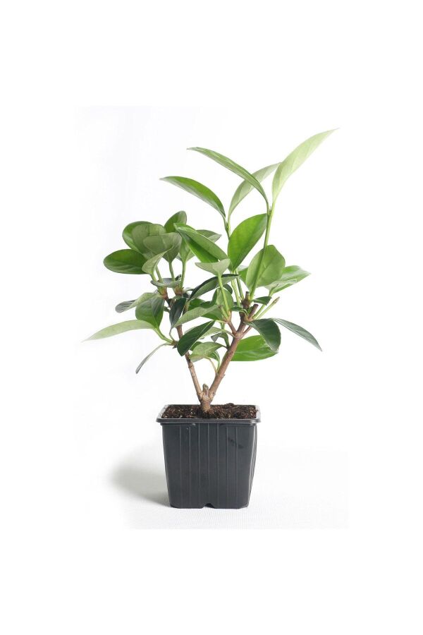 Kartopu Fidanı Parlak Yapraklı ( Viburnum Lucidum ) - 2