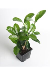 Kartopu Fidanı Parlak Yapraklı ( Viburnum Lucidum ) - 3
