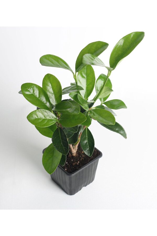 Kartopu Fidanı Parlak Yapraklı ( Viburnum Lucidum ) - 3