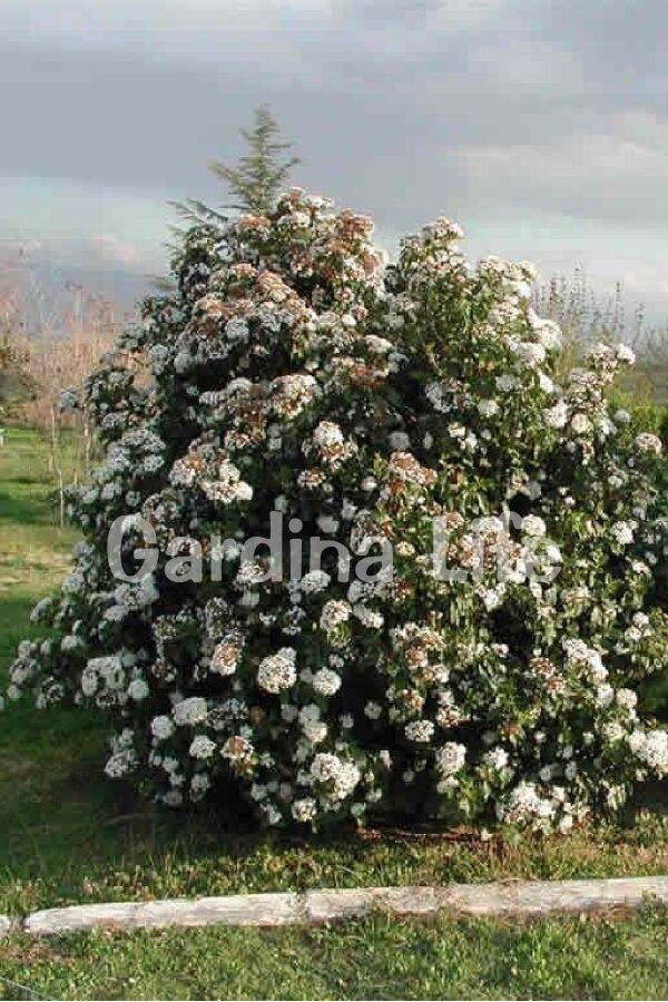 Kartopu Fidanı Parlak Yapraklı ( Viburnum Lucidum ) - 4