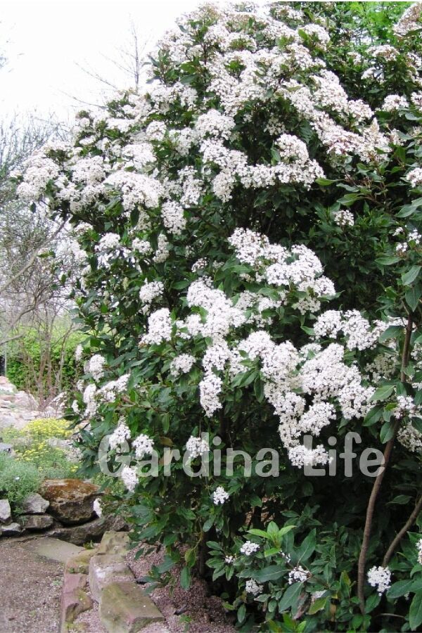 Kartopu Fidanı Parlak Yapraklı ( Viburnum Lucidum ) - 5