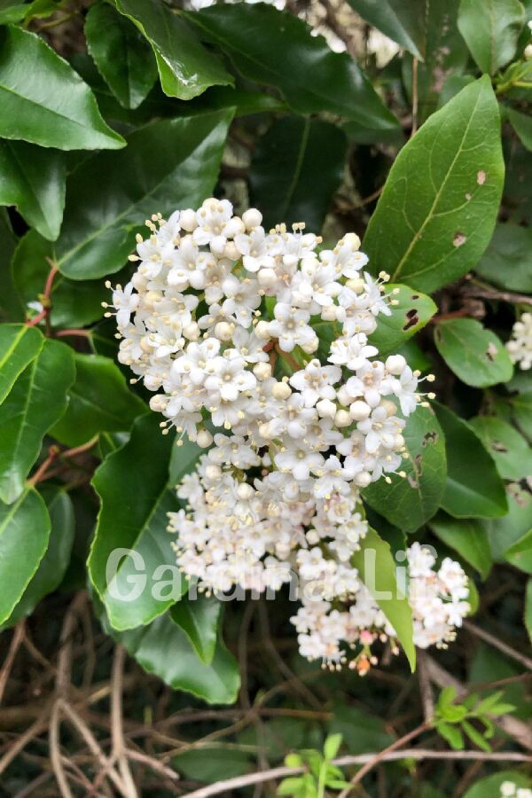 Kartopu Fidanı Parlak Yapraklı ( Viburnum Lucidum ) - 6