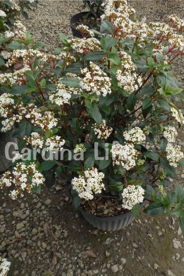 Kartopu Fidanı Parlak Yapraklı ( Viburnum Lucidum ) - 7
