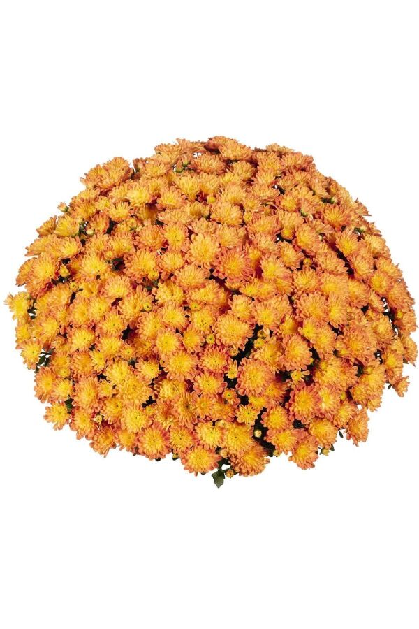 Kasımpatı Fidesi Katmerli 1 Adet Chrysanthemum Orange - 