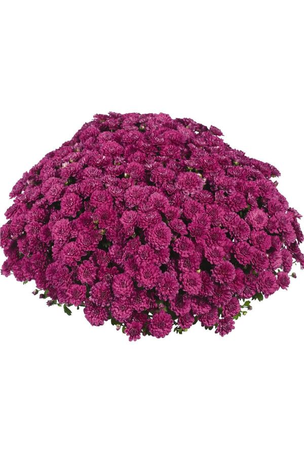 Kasımpatı Fidesi Katmerli 1 Adet Chrysanthemum Purple - 