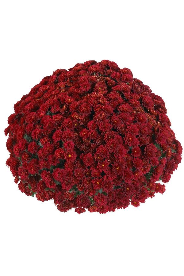 Kasımpatı Fidesi Katmerli 1 Adet Chrysanthemum Red - 