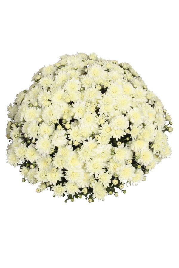 Kasımpatı Fidesi Katmerli 1 Adet Chrysanthemum White - 