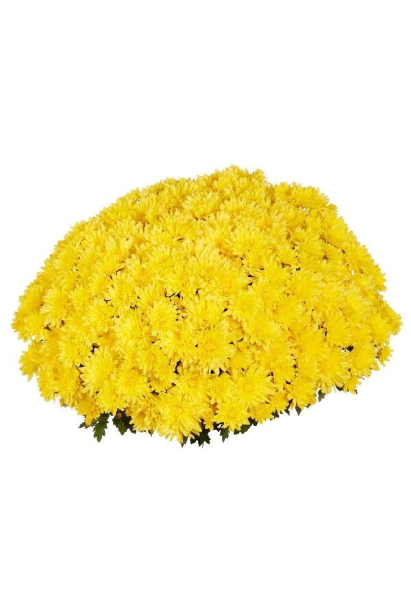 Kasımpatı Fidesi Katmerli 1 Adet Chrysanthemum Yellow - 