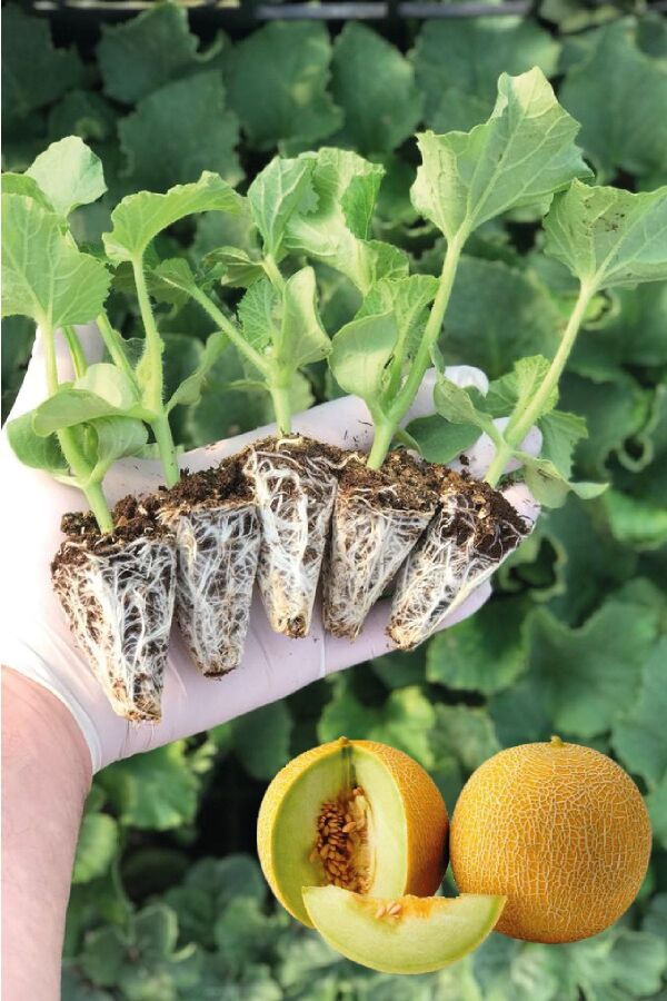 Kavun Fidesi 5 Adet - Gardina