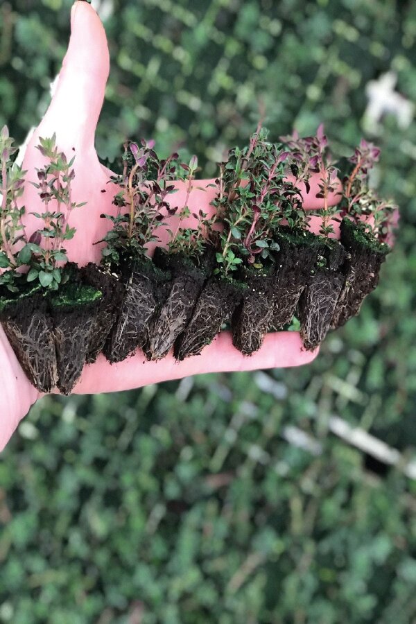 Kekik Fidesi 10 Adet ( Dağ Kekiği Kokulu ) - Gardina