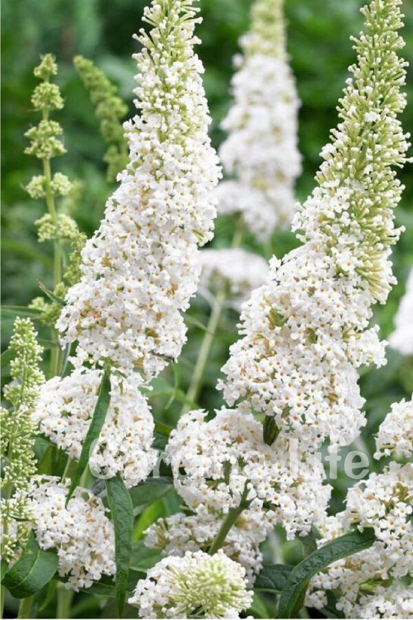 Kelebek Çalısı Fidanı Bodur Cins Beyaz ( Buddleja Dav. Free Petite Snow White ) - 