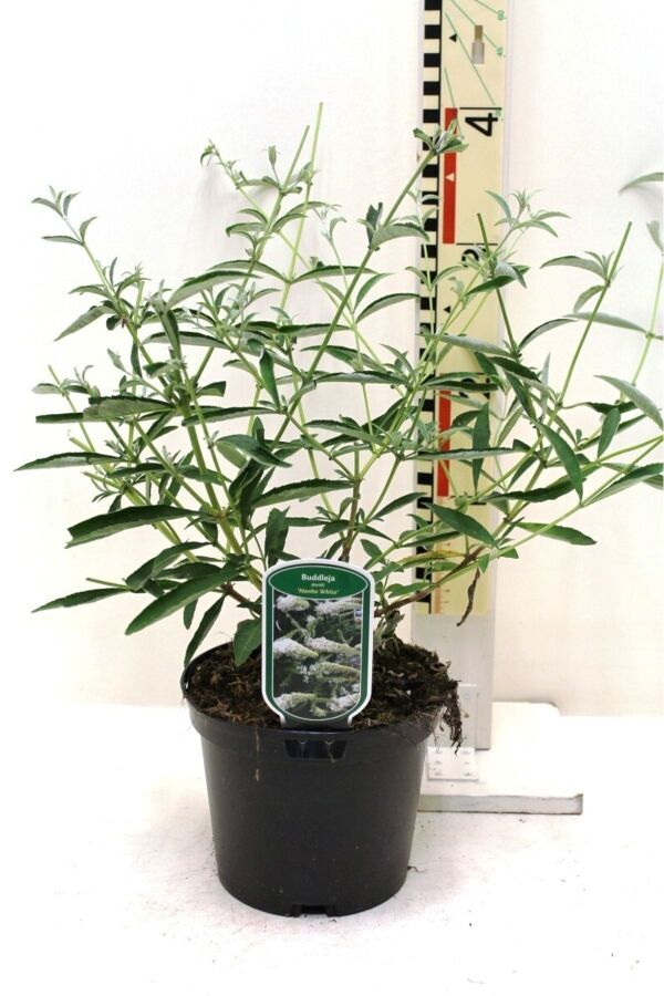 Kelebek Çalısı Fidanı Bodur Cins Beyaz ( Buddleja Dav. Free Petite Snow White ) - 2